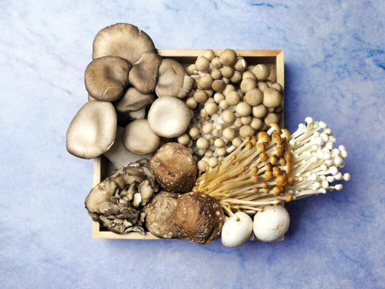Importance of Mushrooms in Everyday Life