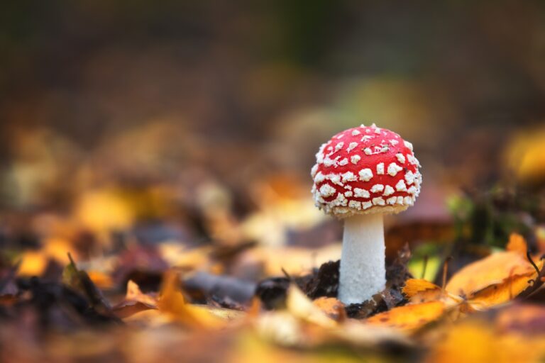 Mushrooms: The Ultimate Brain Food for Memory and Focus