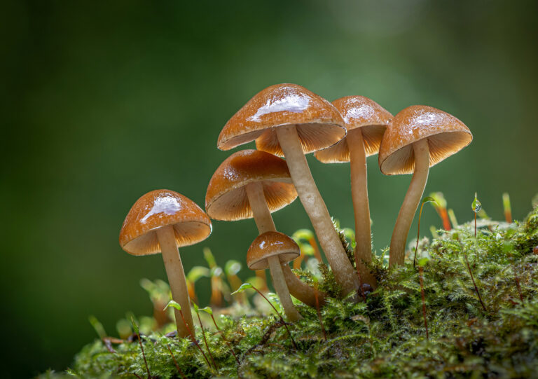 The Healing Fungi: How Medicinal Mushrooms Contribute to Wellness