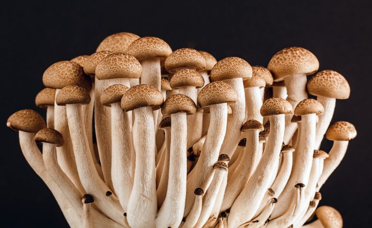 The Top 5 Healthiest Mushrooms You Should Know About