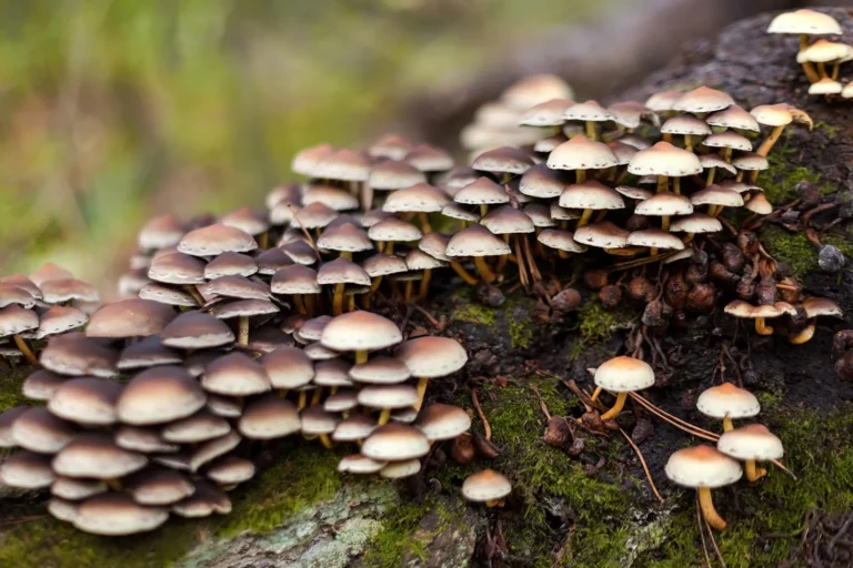 Understanding the Role of Mushroom Tinctures 