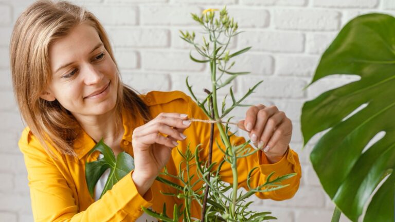 Herbs for women’s wellness: Balancing Hormones Naturally
