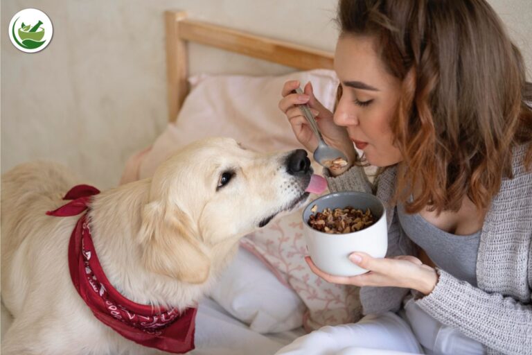 Chia seeds for dogs’ benefits
