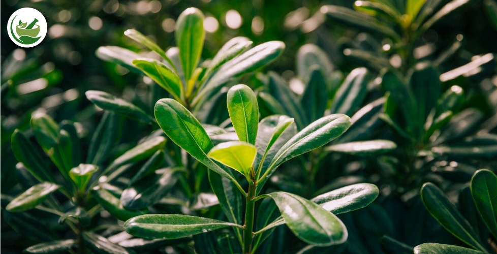 Fragrant Tea Olive Shrub: Cultivation, Care, and Uses