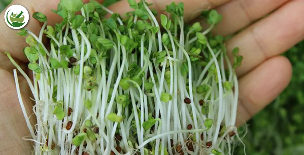 Exploring the chia seeds sprouts benefits for health: A Nutritional Breakdown