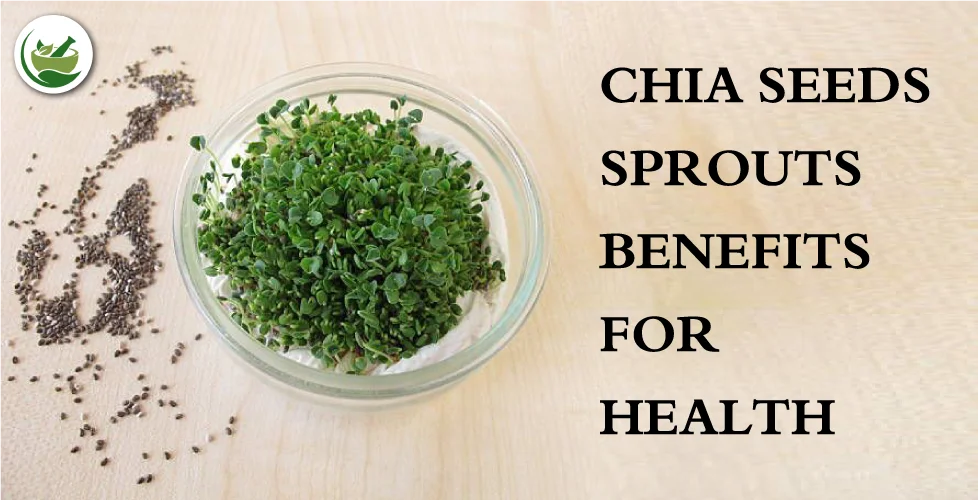 Exploring the chia seeds sprouts benefits for health: A Nutritional Breakdown