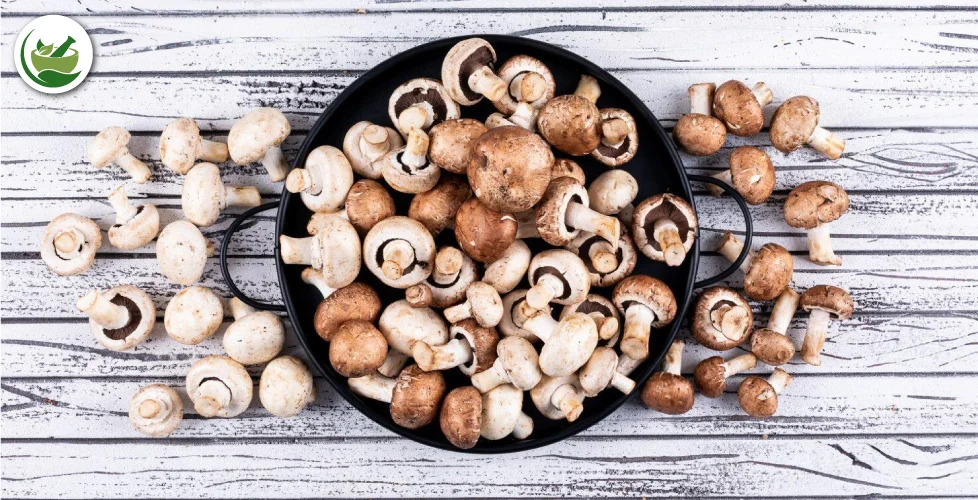 Mushroom Disposables: A Game Changer in the Fight Against Single-Use Plastics
