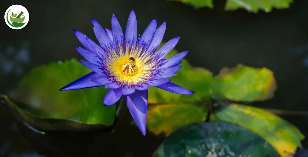 Unlocking the Mystique of Blue Lotus Extract: A Comprehensive Guide