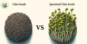 Why Sprouted Chia Seeds Are Better Than Regular Chia Seeds