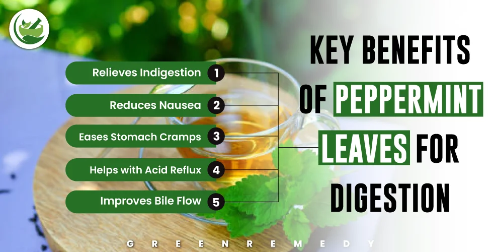 Key Benefits of Peppermint Leaves for Digestion