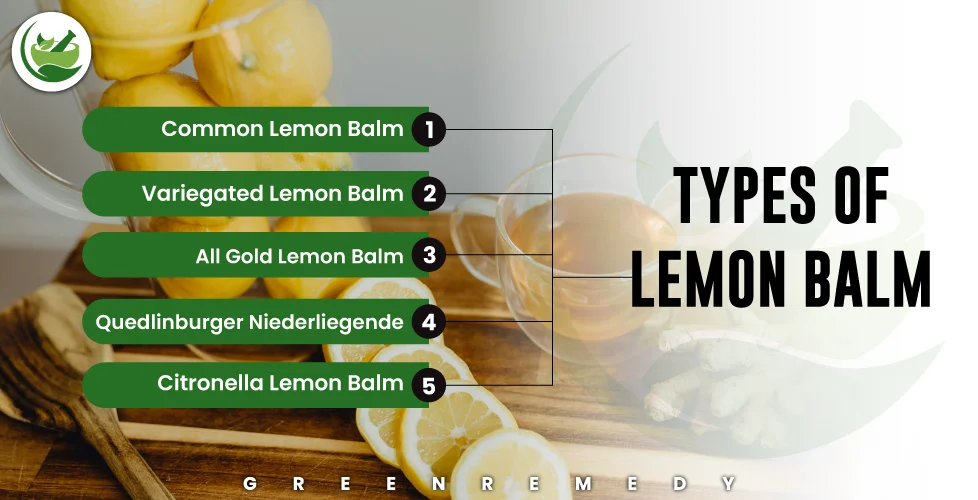 Types of Lemon Balm