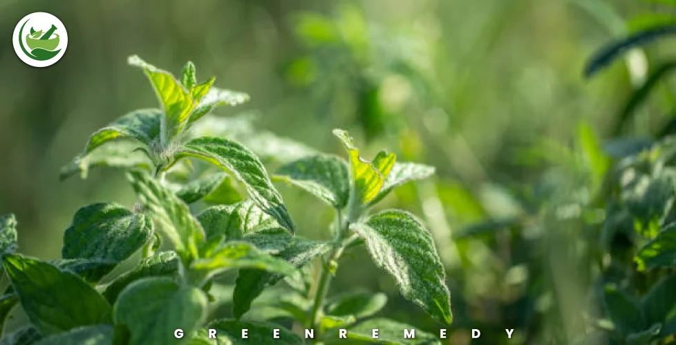 What Are Peppermint Leaves?